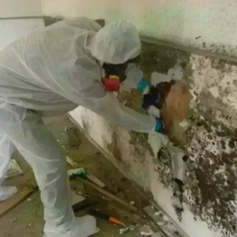 Mold Remediation and Removal in Prices Fork, VA